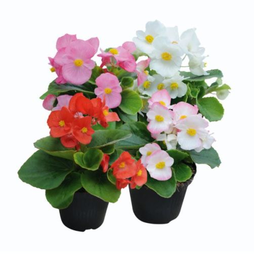 Бегония вечноцветущая  Super Cool Mix F1