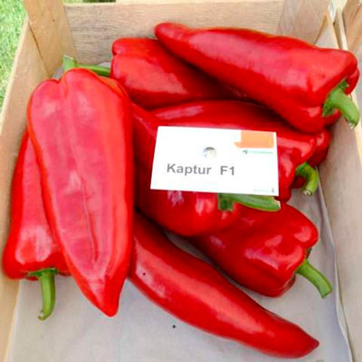 Каптур перец сладкий F1 перец типа Капия SEMINIS, ГОЛЛАНДИЯ