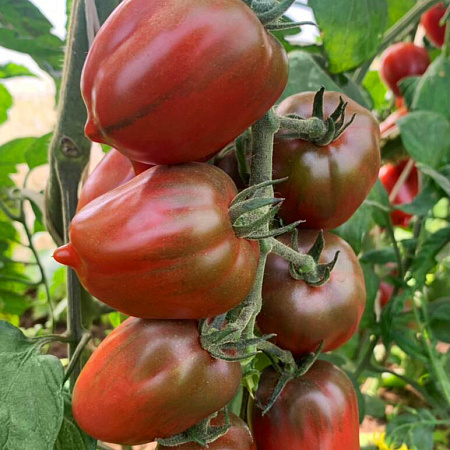 Лукум, сортовой томат индетерминантный мелкоплодный