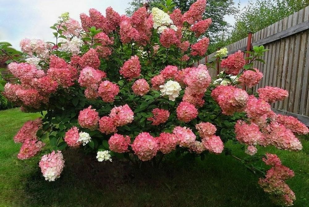 № 3 Гортензия Сандей Фрайз (Sundae Fraise)