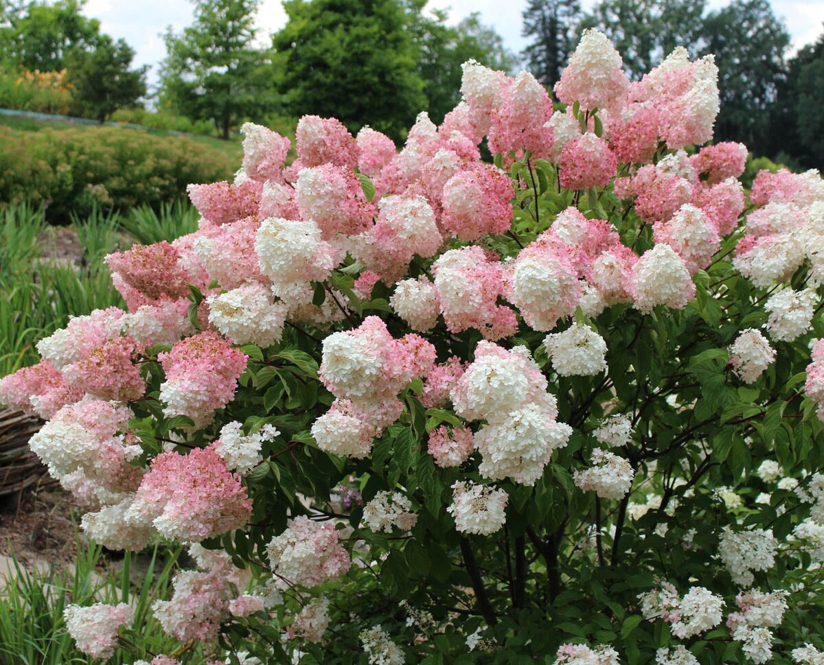 №6 Гортензия Ванилла Фрейз (Vanille Fraise)