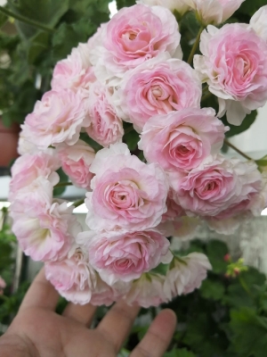 №24 Пеларгония ТА Эммануэль. Новинка