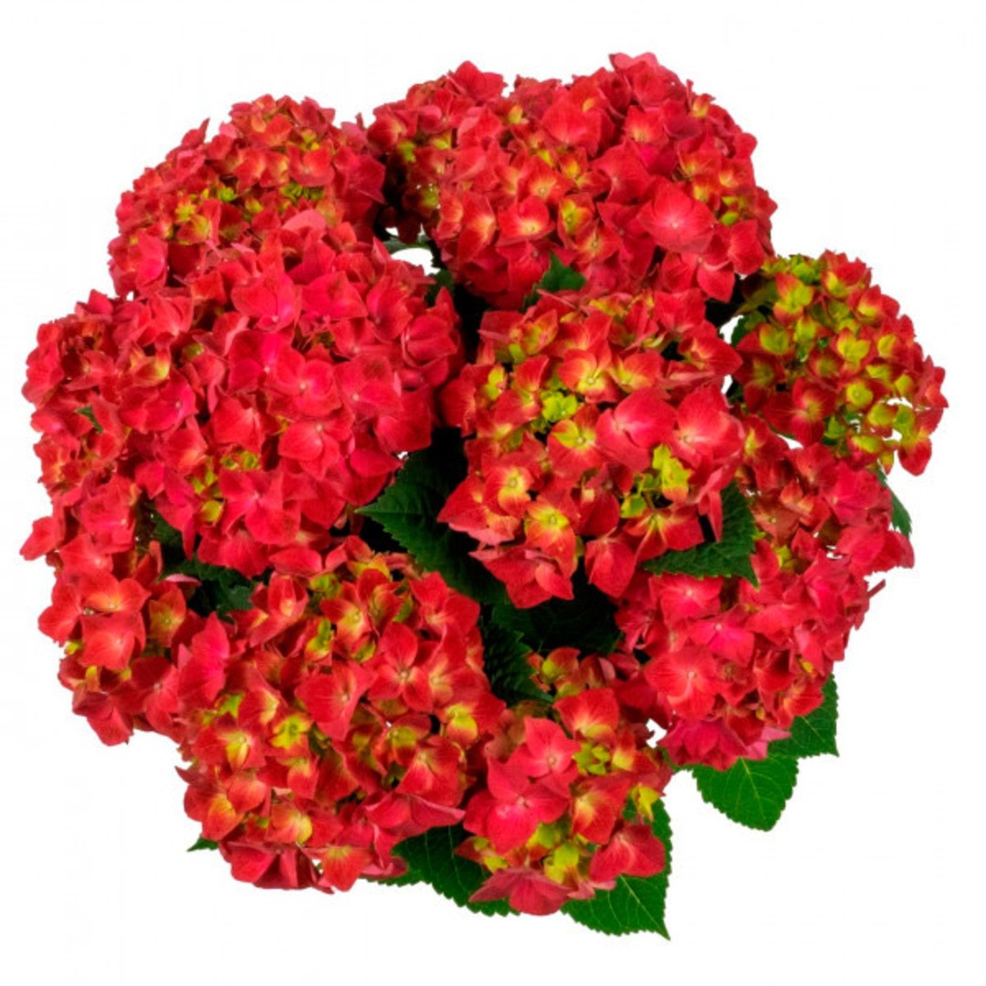 Гортензия Хай Торнадо крупнолистная