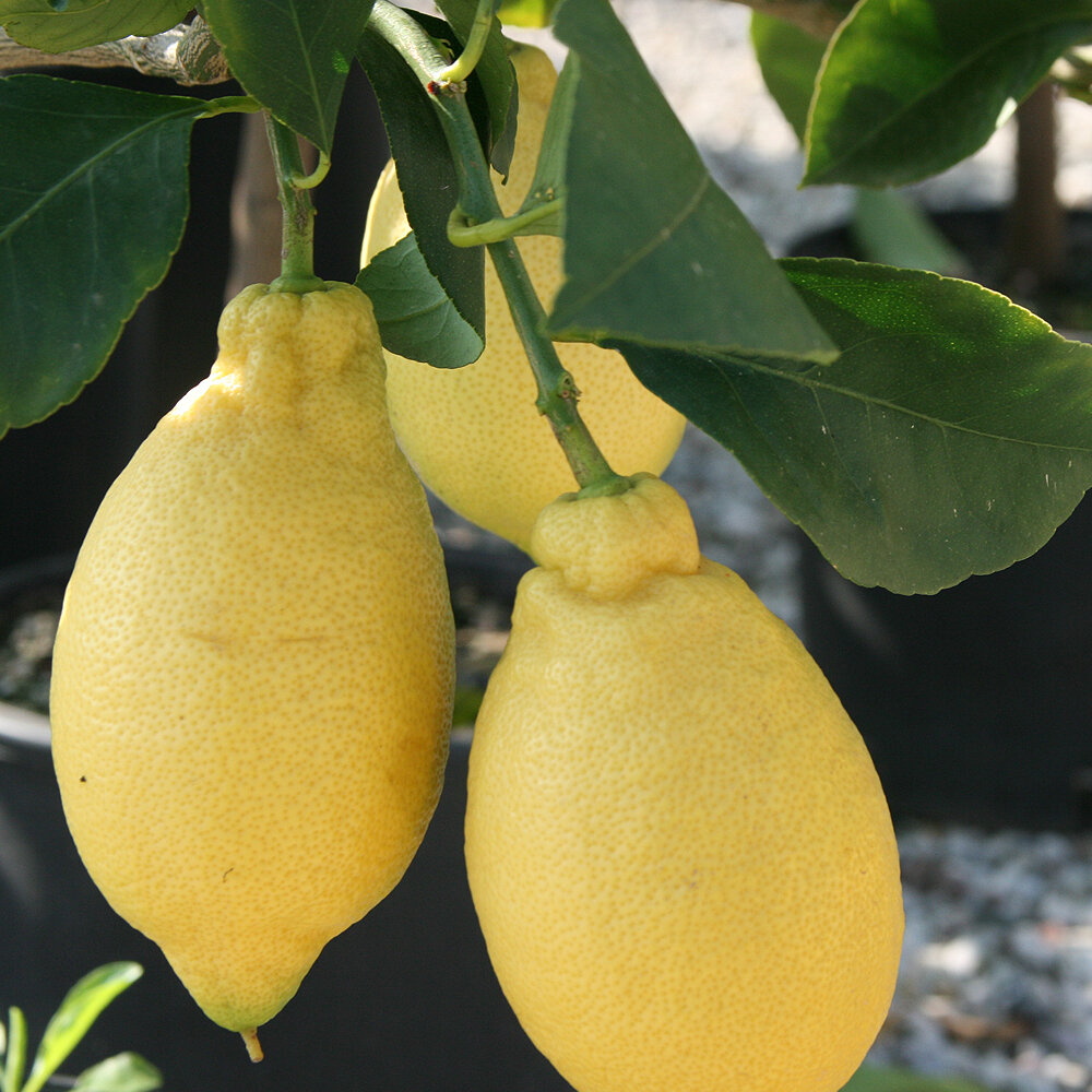 ЛИМОН "ЛУНАРИО" (Citrus Limon Lunario)