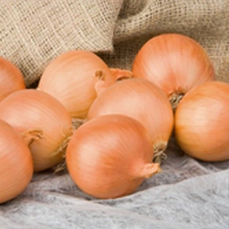 Лук репчатый Алонсо семена