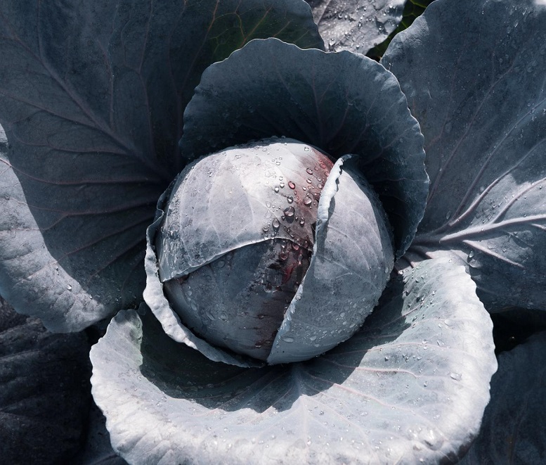 Капуста краснокочанная Примеро F1 (среднеспелый)