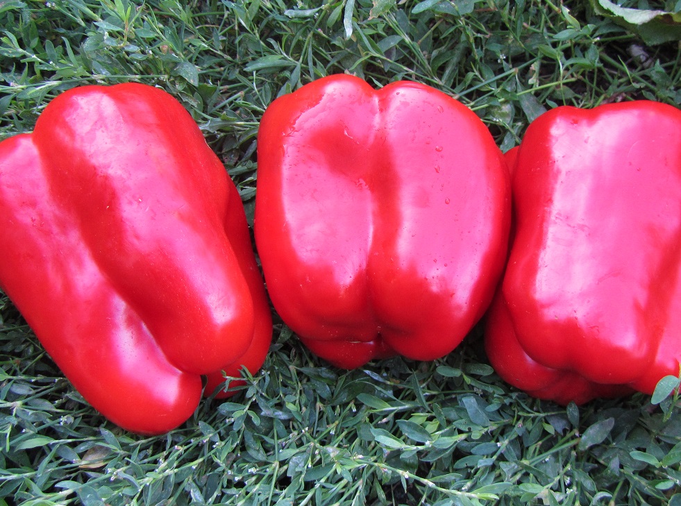 Геркулес перец сладкий  CLAUSE