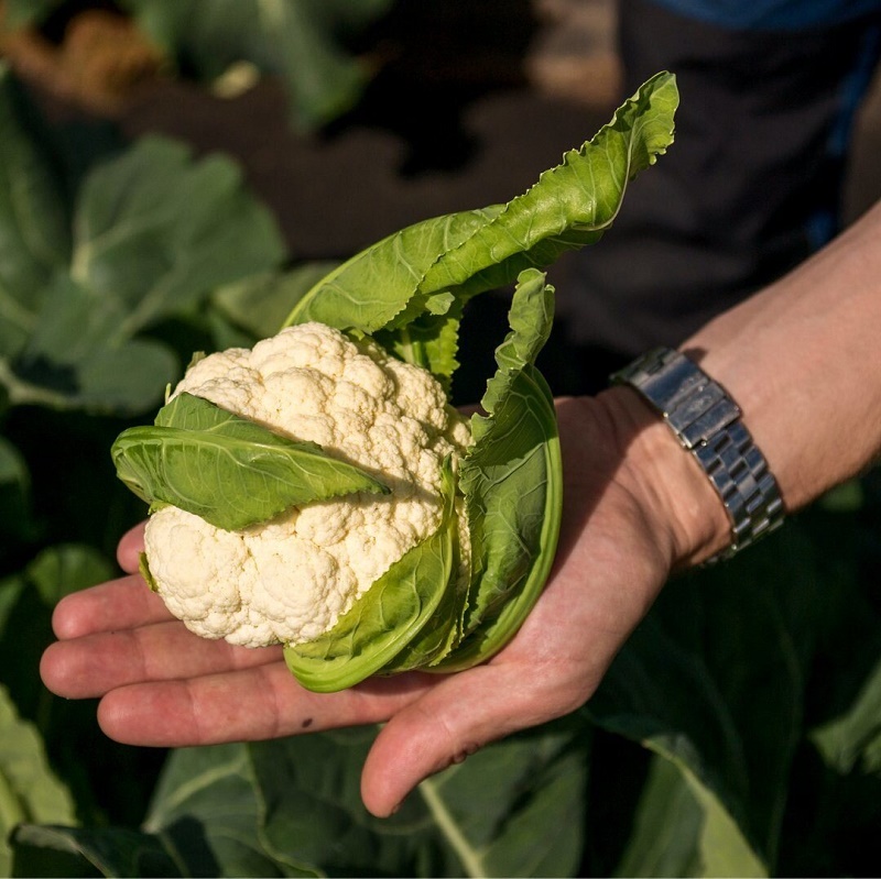 Капуста цветная Опаал F1 RIJK ZWAAN ультраранний