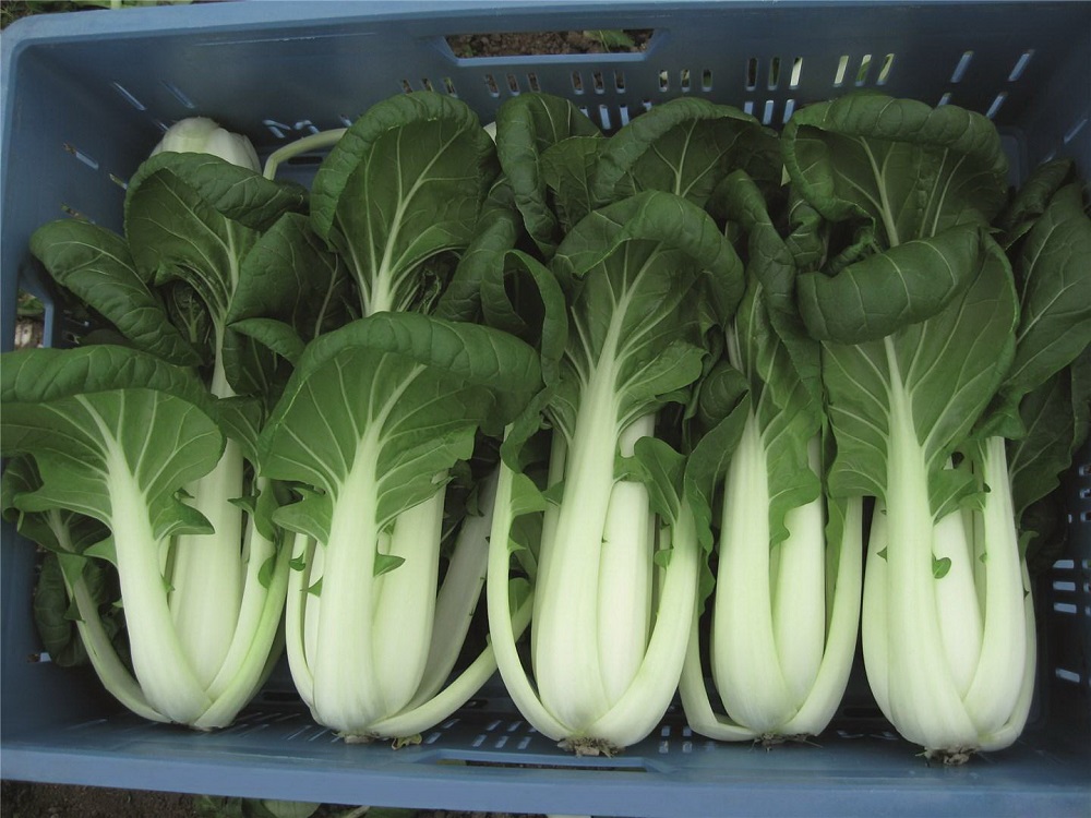 Капуста китайская пак-чой Бопак F1