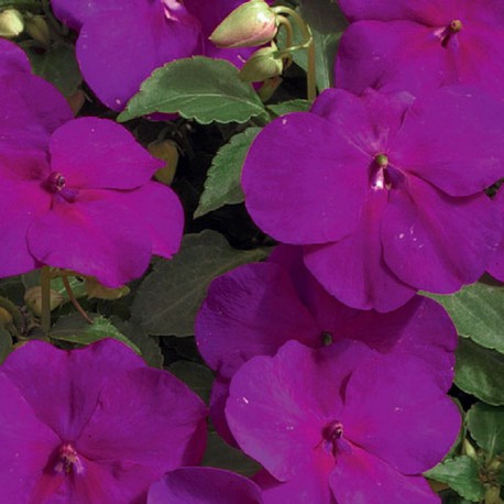 Бальзамин Баланс Виолет