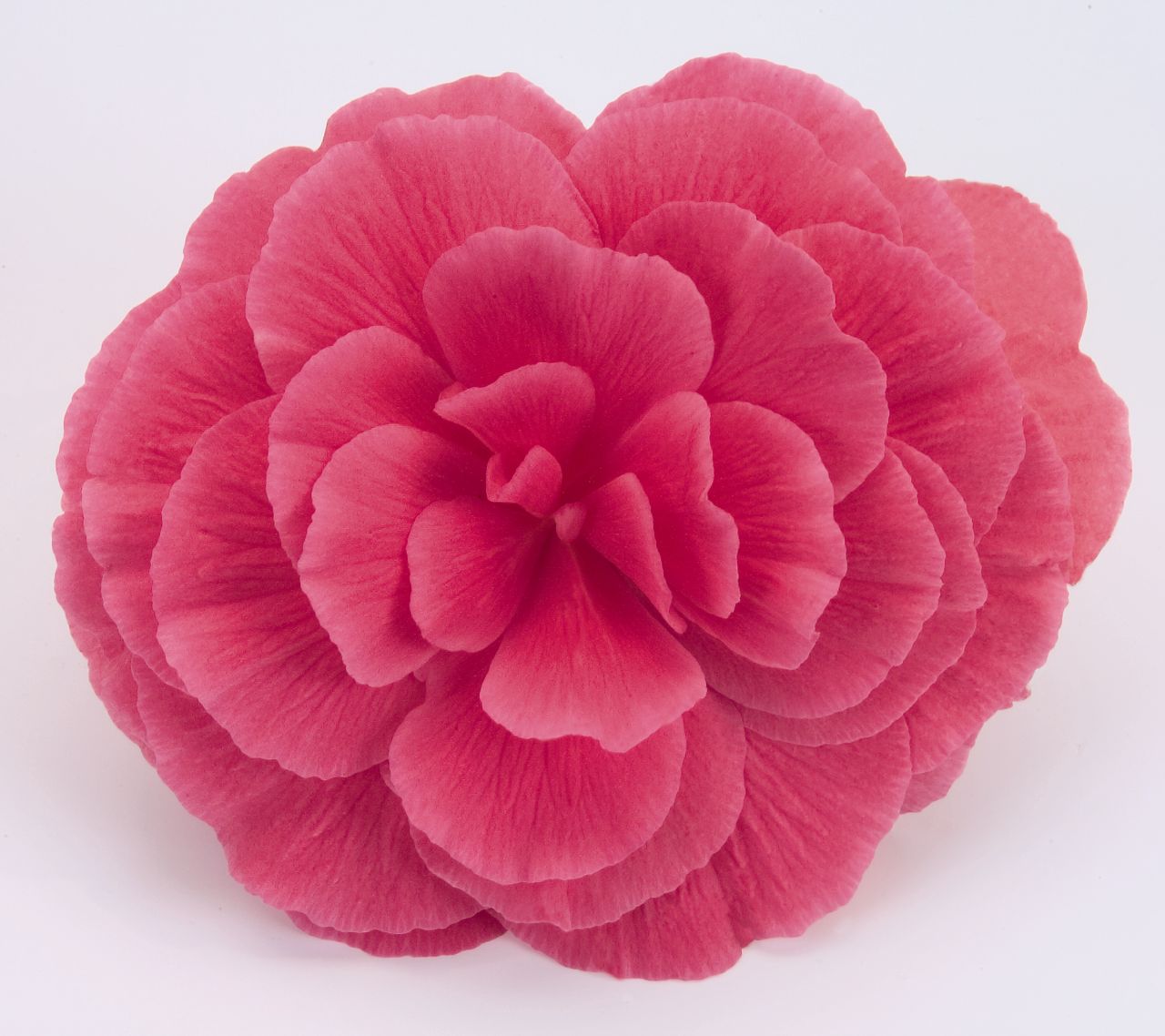 Бегония Nonstop Mocca Лайт Пинк Шейдес. Новинка