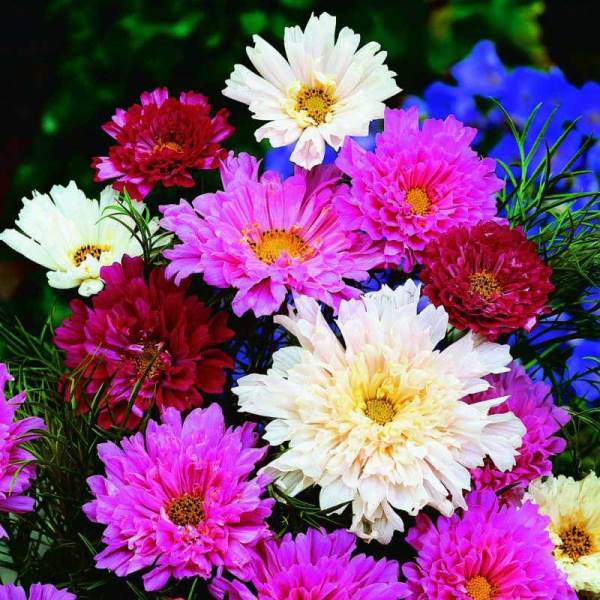 Космея Махровая кнопка