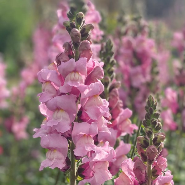Львиный зев махровый Potomac Lavender! Хорош на срезку