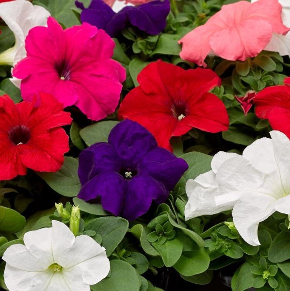 Петуния крупноцветковая Duvet F1 Микс