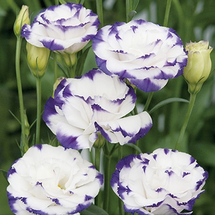 Эустома крупноцветковая махровая Super Magic F1 CapriBlue Picotee