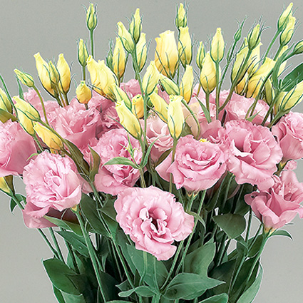 Эустома крупноцветковая махровая Super Magic F1 Rose