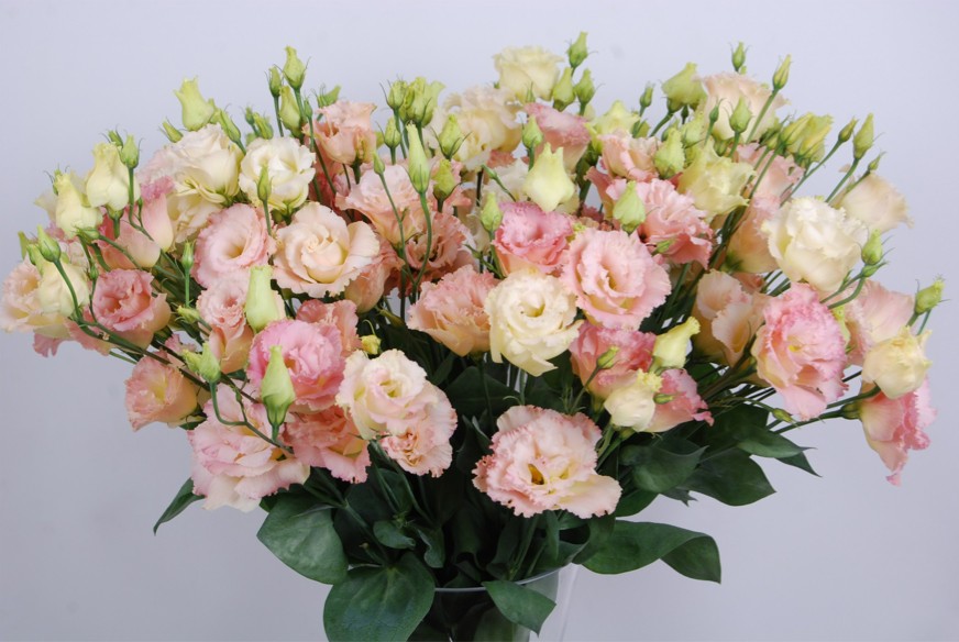 Эустома крупноцветковая махровая Super Magic F1 Шампань