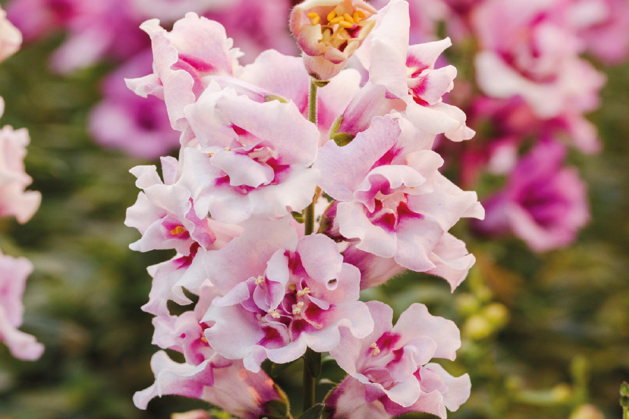 Львиный зев махровый Twinny Orchid. Новинка