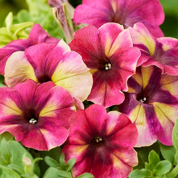 Петуния мультифлора Шейк Распберри F1 Новинка  Shake F1 raspberry