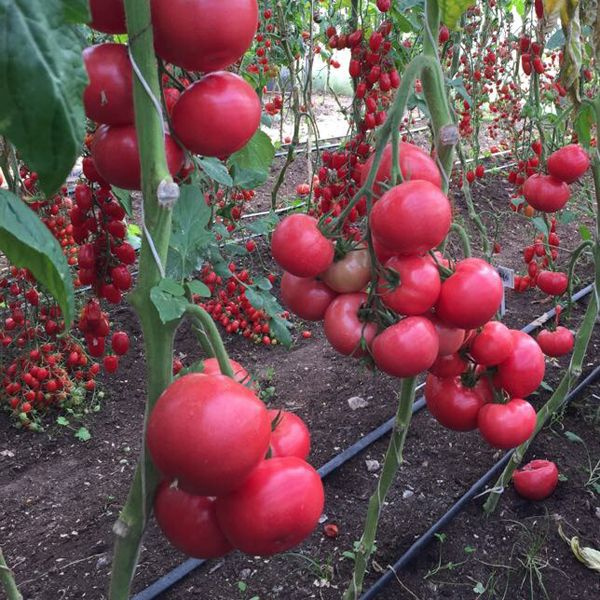 Томат Боярин F1 ранний, очень урожайный и вкусный!