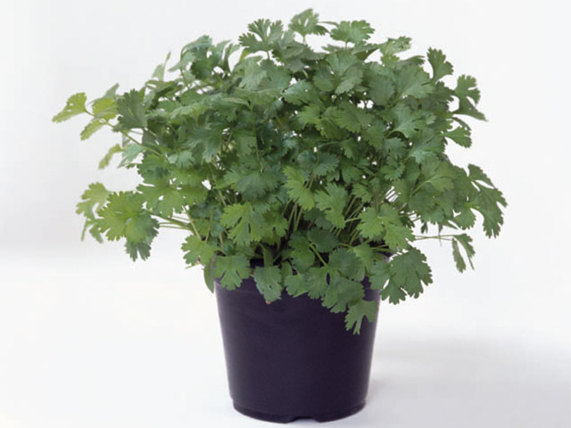 Кориандр Марино ENZA ZADEN