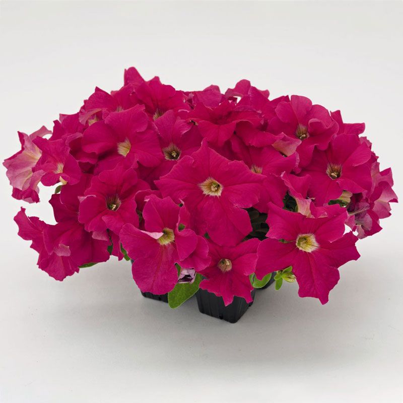 Петуния Success! 360' Deep Pink  крупноцветковая