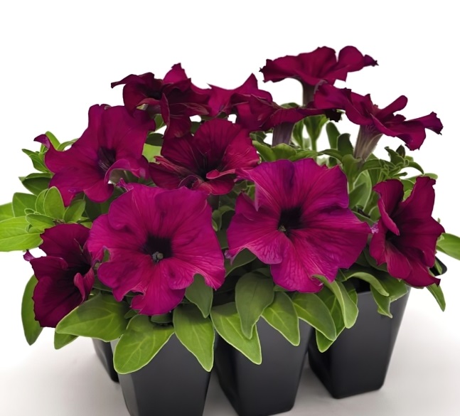 Петуния многоцветковая BOOM! HD Burgundy. НОВИНКА!