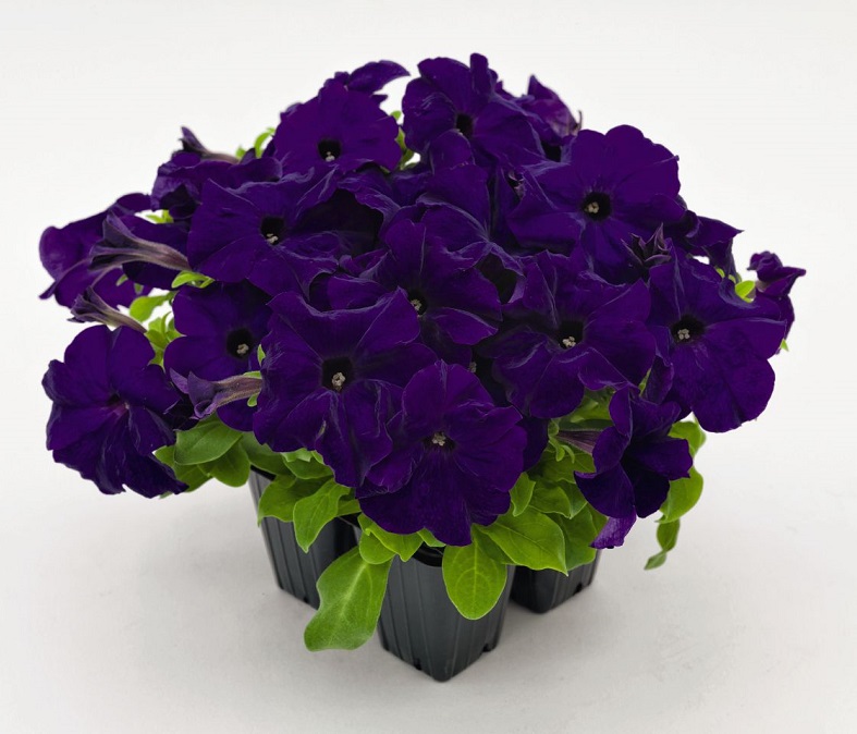 Петуния многоцветковая BOOM! HD Blue. НОВИНКА!