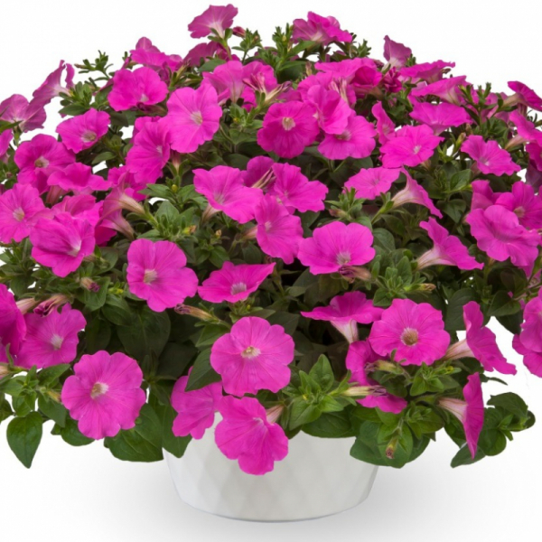 Петуния многоцветковая BOOM! HD Pink. НОВИНКА!
