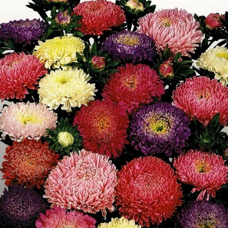 Астра Матадор Микс