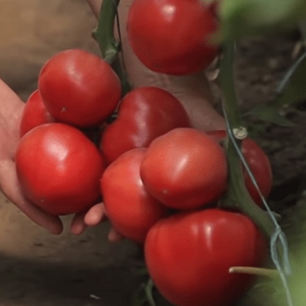 Пинк Кристал F1томат индетерминантного типа CLAUSE, ФРАНЦИЯ