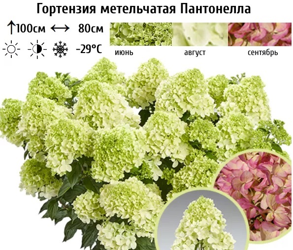 №34 Гортензия метельчатая Пантонелла (Pantonella), серия PAN