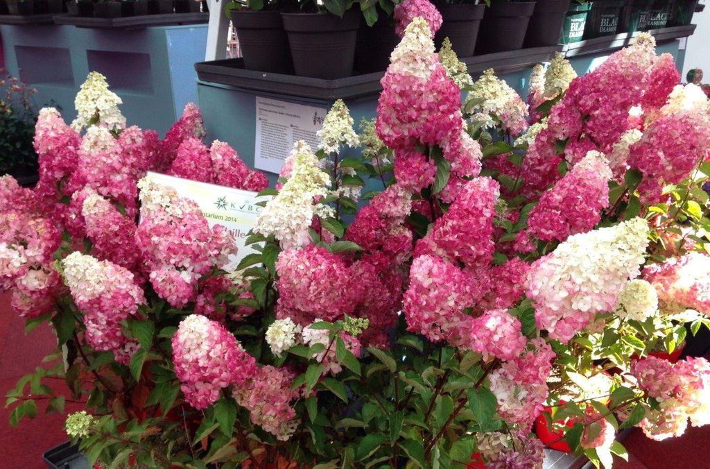 №35Гортензия метельчатая Fraise Melba (Фрайз Мельба)