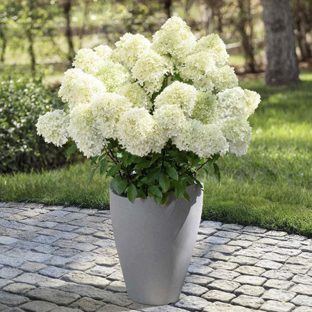 №19Гортензия метельчатая "Whitelight" (Вайтлайт)