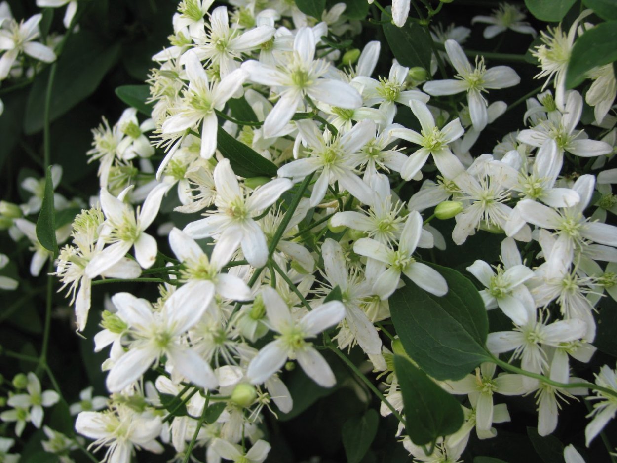 Клематис (Ломонос) мелкоцветковый