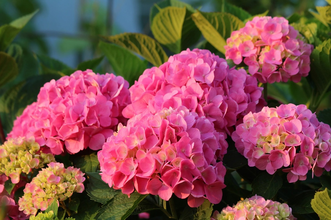 № ГР-2 Гортензия крупнолистная Розовая Forever Ever Pink