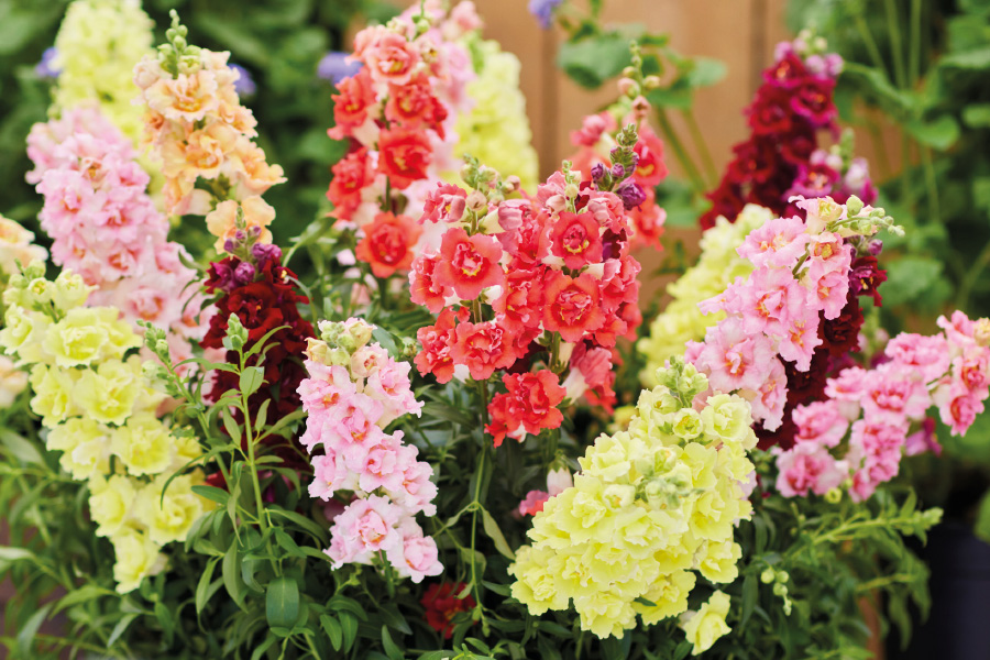 Львиный зев махровый DoubleShot Full mixture