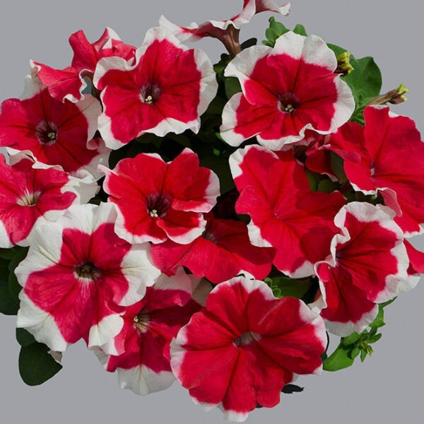 Петуния крупноцветковая Лимбо Limbo GP Red Picotee