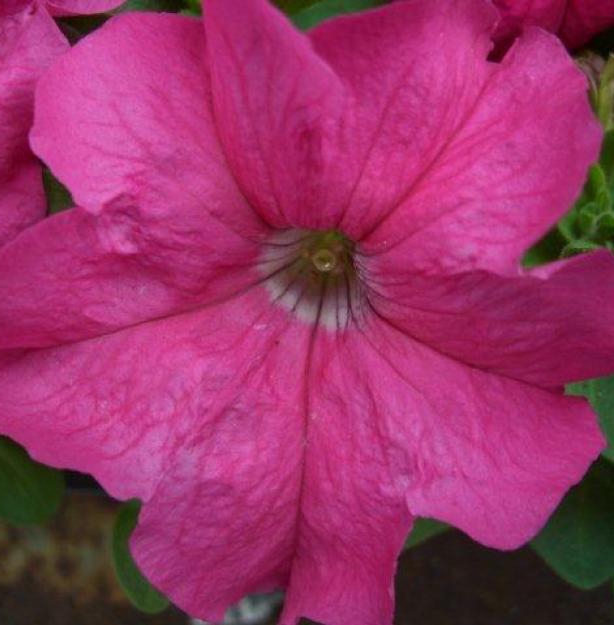 Петуния крупноцветковая Лимбо Limbo GP Rose