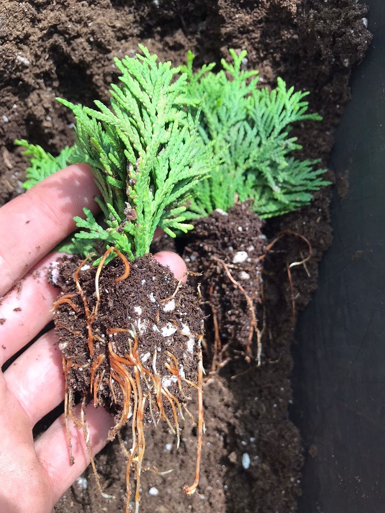 Укоренитель аналог Ризопон  1 % для хвойников и др одревесневших черенков