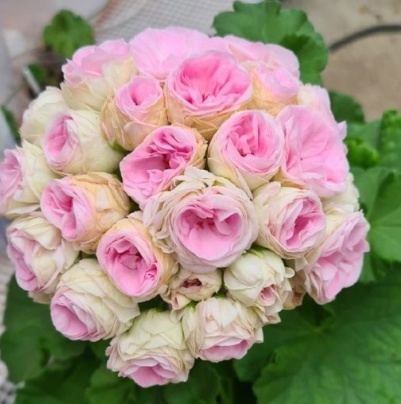 № 31 Пеларгония зональная Юв Дайнерис. Новинка каталога