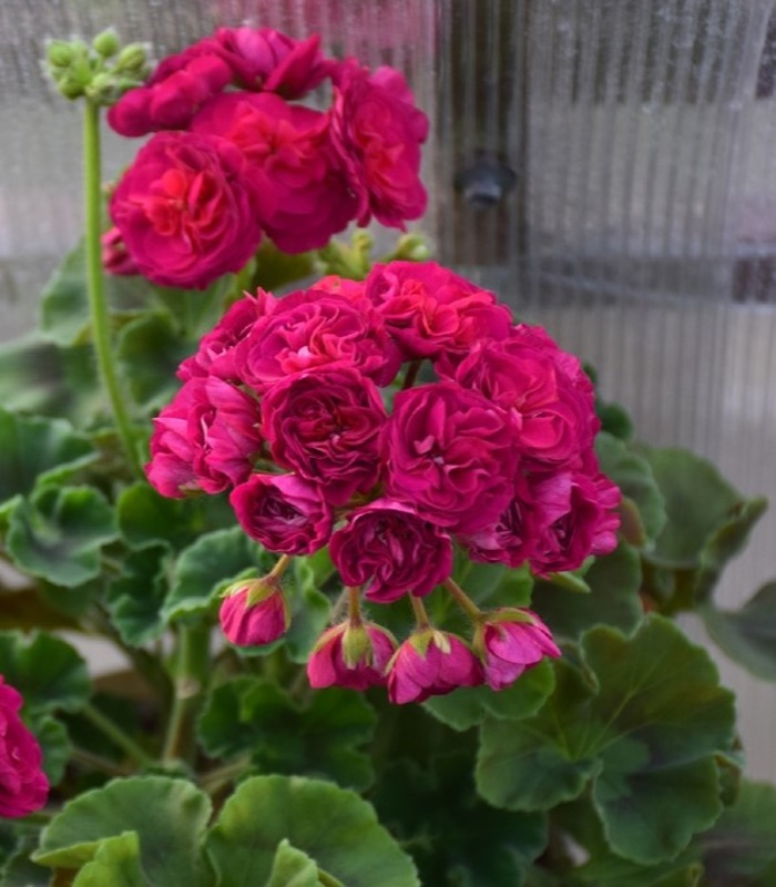 № 46 Пеларгония зональная Ив Ecфиpь Пpекрасная. Новинка каталога