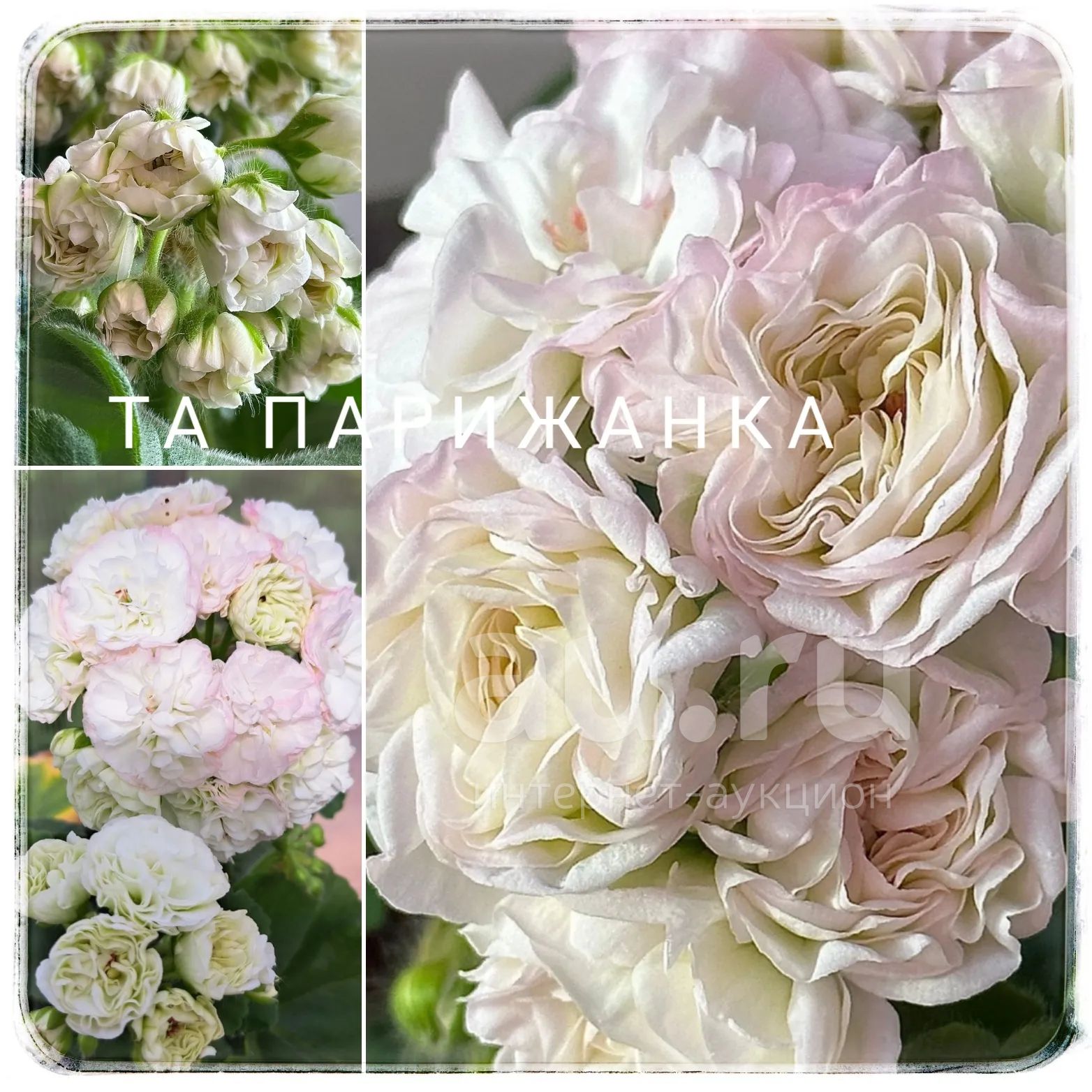 № 13 Пеларгония зональная Та Парижанка. Новинка каталога