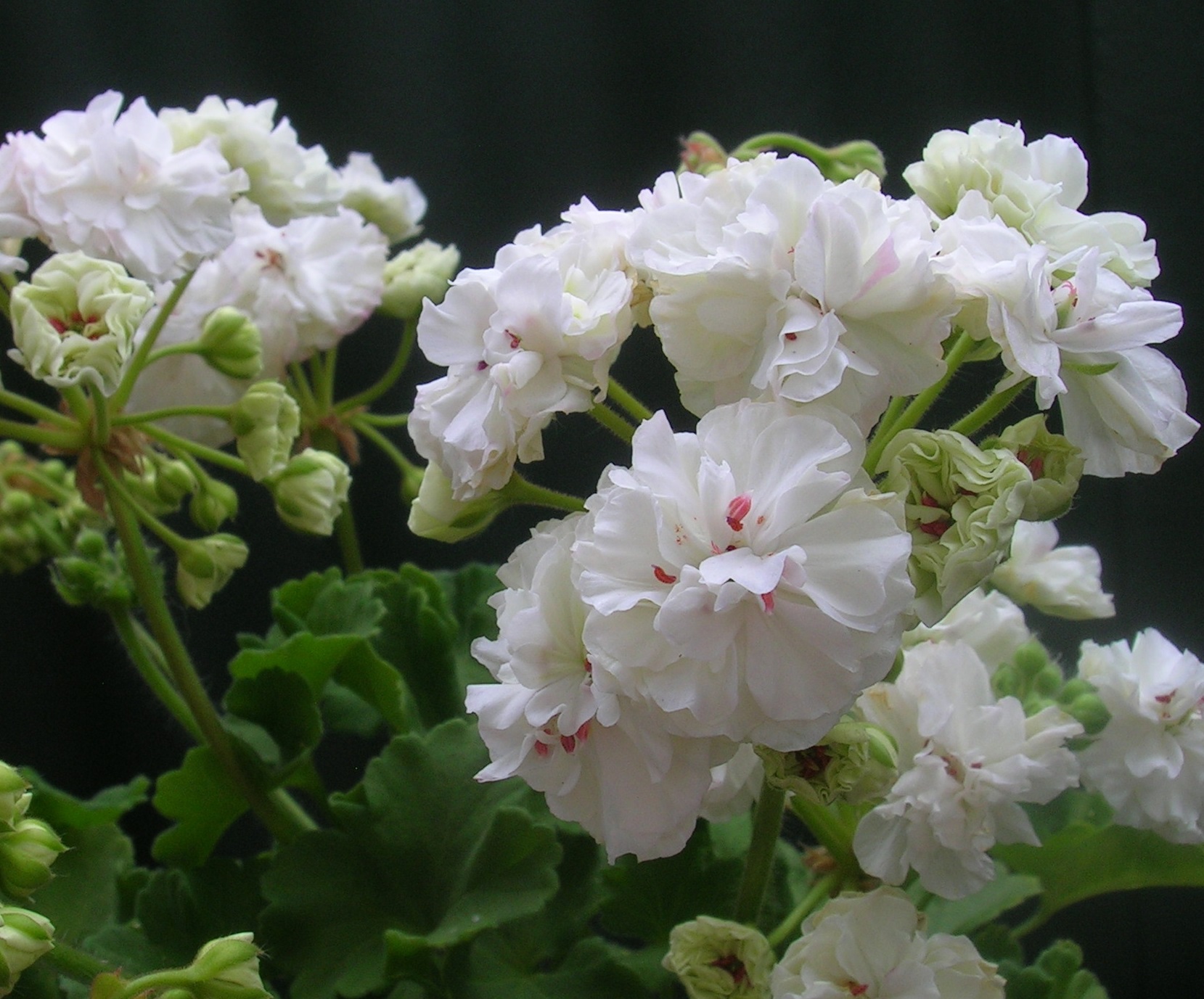 № 62 Пеларгония зональная  Таира-Любовь Орлова. Новинка каталога