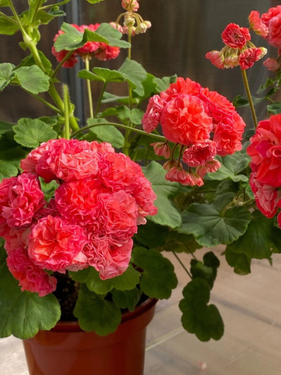 № 71 Пеларгония зональная ИВ-Сольвейг. Новинка каталога