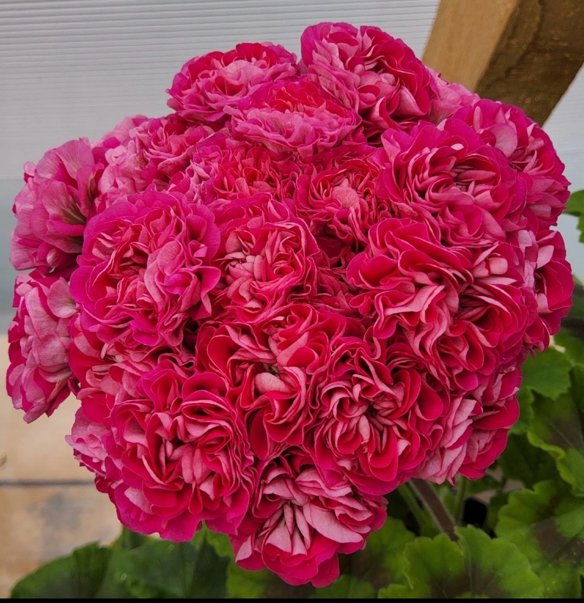 № 40 Пеларгония зональная Сим-Пралине. Новинка каталога