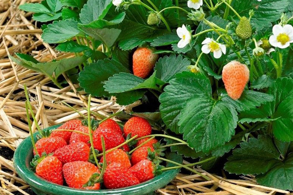 Клубника Юбилейная Лутова