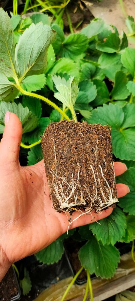 Клубника Фестивальная