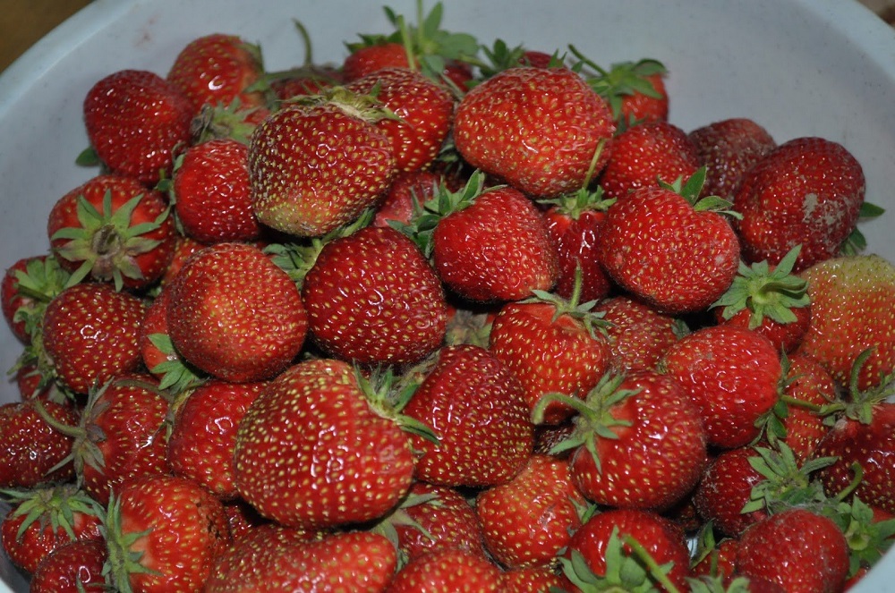 Клубника Барабинская