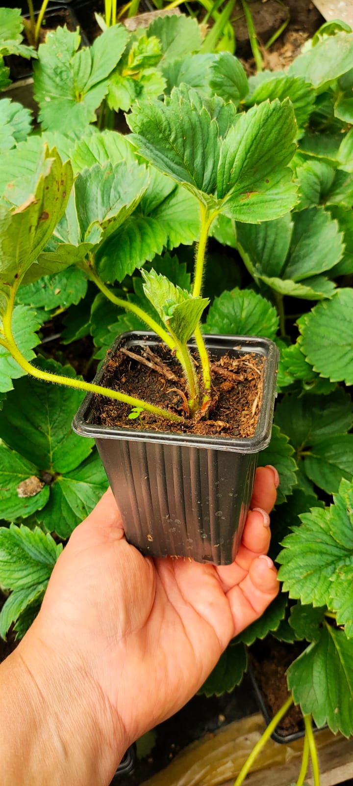 Клубника Фея